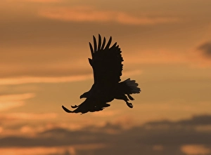 White-tailed eagle (Haliaeetus albicilla) in flight