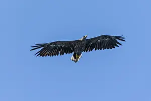 White-tailed eagle (Haliaeetus albicilla) in flight