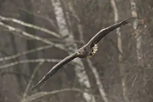 White-tailed eagle (Haliaeetus albicilla) in flight