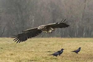 White-tailed eagle (Haliaeetus albicilla) in flight