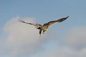 White-tailed eagle (Haliaeetus albicilla) in flight
