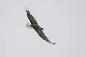 Framed Print : White-tailed eagle (Haliaeetus albicilla) in flight
