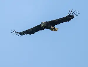 White-tailed eagle (Haliaeetus albicilla) in flight looking for food