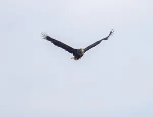 White-tailed eagle (Haliaeetus albicilla) in flight looking for food