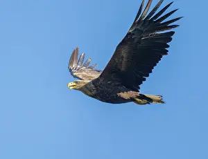 White-tailed eagle (Haliaeetus albicilla) in flight looking for food