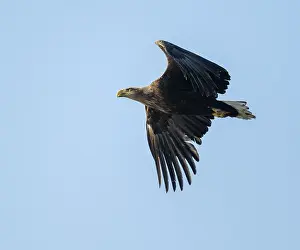 White-tailed eagle (Haliaeetus albicilla) in flight looking for food