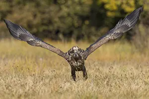 White-tailed Eagle (Haliaeetus albicilla) flying