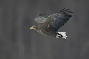 White-tailed Eagle (Haliaeetus albicilla) flying