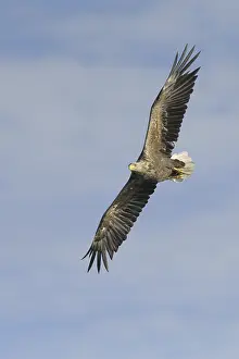 White-tailed Eagle (Haliaeetus albicilla) flying