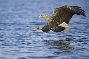 White-tailed Eagle (Haliaeetus albicilla) flying