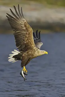 White-tailed Eagle (Haliaeetus albicilla) flying