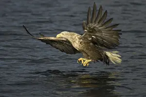 White-tailed Eagle (Haliaeetus albicilla) flying