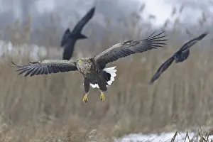 White-tailed Eagle (Haliaeetus albicilla) flying
