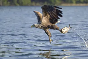 White-tailed Eagle (Haliaeetus albicilla) flying