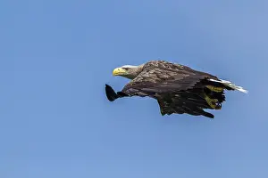 White-tailed Eagle (Haliaeetus albicilla) flying