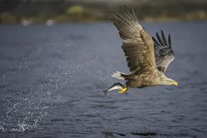 White-tailed Eagle (Haliaeetus albicilla) flying