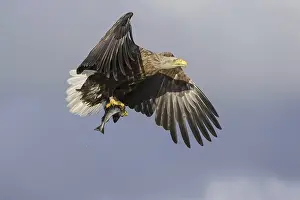 White-tailed Eagle (Haliaeetus albicilla) flying