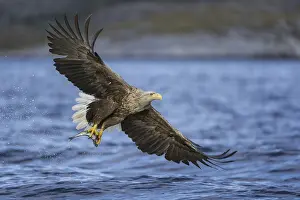 White-tailed Eagle (Haliaeetus albicilla) flying