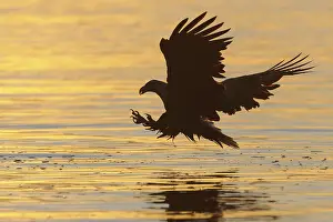 White-tailed Eagle (Haliaeetus albicilla) flying