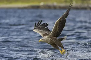 White-tailed Eagle (Haliaeetus albicilla) flying