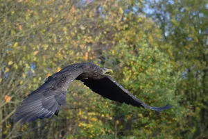 White-tailed Eagle (Haliaeetus albicilla) flying
