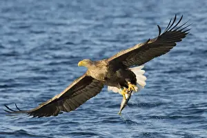 Category Scandinavia Prints: White-tailed eagle (Haliaeetus albicilla) flying with fish prey over water