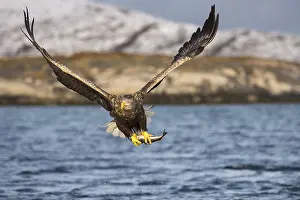White-tailed eagle (Haliaeetus albicilla) flying with fish prey over water