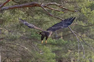 One white-tailed eagle (Haliaeetus albicilla) flying off of a pine tree standing in dry grass on hilly ground