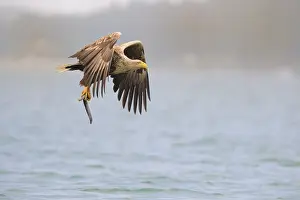 White-tailed Eagle (Haliaeetus albicilla) flying with prey