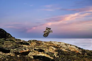 White-tailed eagle (Haliaeetus albicilla) flying over rocks in nature reserve