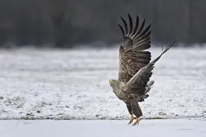 White-tailed eagle (Haliaeetus albicilla) foraging on a frozen lake