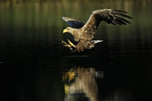 White tailed eagle (Haliaeetus albicilla) hunting