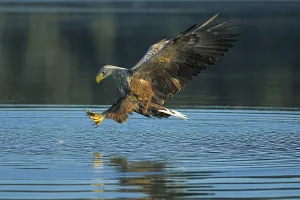 White tailed eagle (Haliaeetus albicilla) hunting
