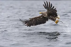 White-tailed Eagle (Haliaeetus albicilla) hunting