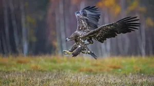 White-tailed eagle (Haliaeetus albicilla) hunting in autumn