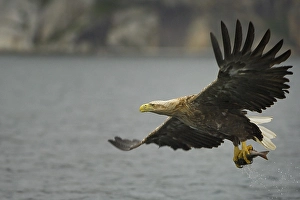 White-tailed eagle (Haliaeetus albicilla) hunting in midair