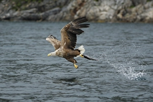 White-tailed eagle (Haliaeetus albicilla) hunting in midair