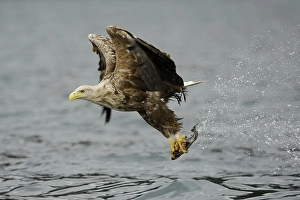 White-tailed eagle (Haliaeetus albicilla) hunting in midair