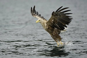 White-tailed eagle (Haliaeetus albicilla) hunting in midair