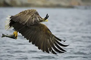 White-tailed eagle (Haliaeetus albicilla) hunting in midair
