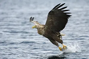 White-tailed eagle (Haliaeetus albicilla) hunting in midair