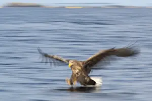 White-tailed eagle (Haliaeetus albicilla) hunting over water