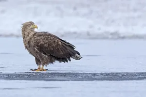 White-tailed Eagle (Haliaeetus albicilla) on ice