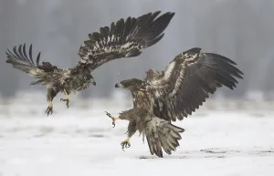 White-tailed eagle (Haliaeetus albicilla) two immature birds in flight