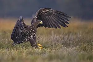 White-tailed Eagle (Haliaeetus albicilla) juvenile flying