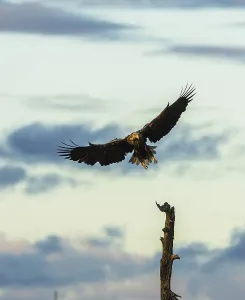 White Tailed Eagle, Haliaeetus albicilla landing in a tree top
