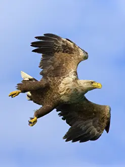 White-tailed eagle (Haliaeetus albicilla) Norway