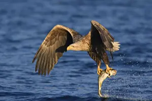 White-tailed eagle (Haliaeetus albicilla) with prey