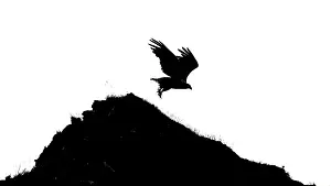 A white-tailed eagle (Haliaeetus albicilla) silhouette flying over a hill in a black and white landscape
