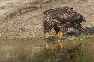 One white-tailed eagle (Haliaeetus albicilla) sitting lakeshore in early light